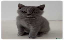 British Shorthair cats for sale: Pedigree British shorthair blue tortoise female - Image 2