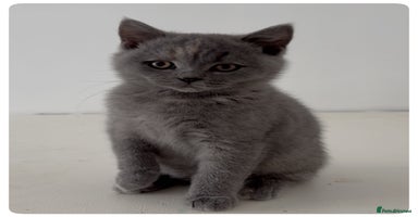 British Shorthair cats - Advert 6