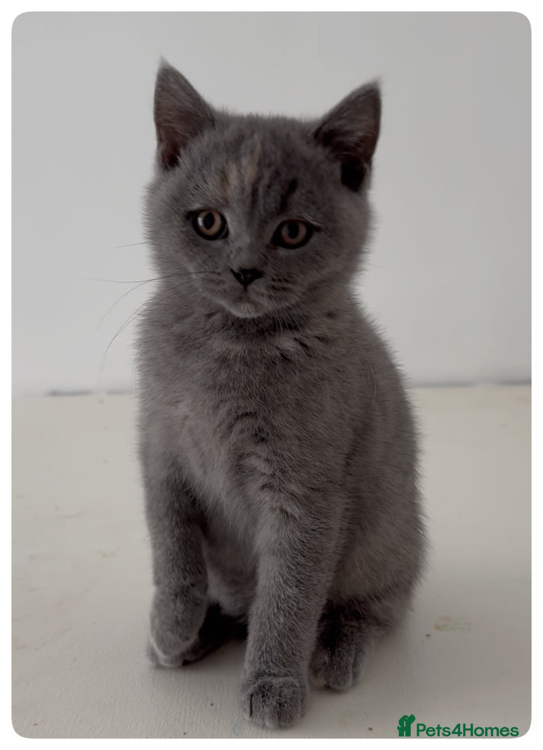 British Shorthair cats for sale: Pedigree British shorthair blue tortoise female - Image 2