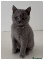 British Shorthair cats - Advert 6