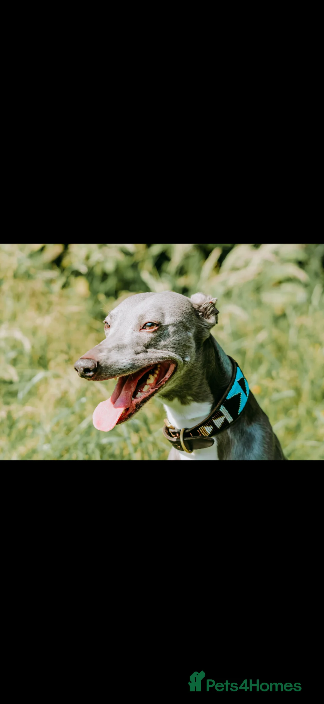 Whippet dogs for stud: Whippet stud dog in Somerton - Advert 1