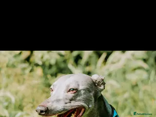 Whippet dogs Whippet stud dog in Somerton - Advert 7