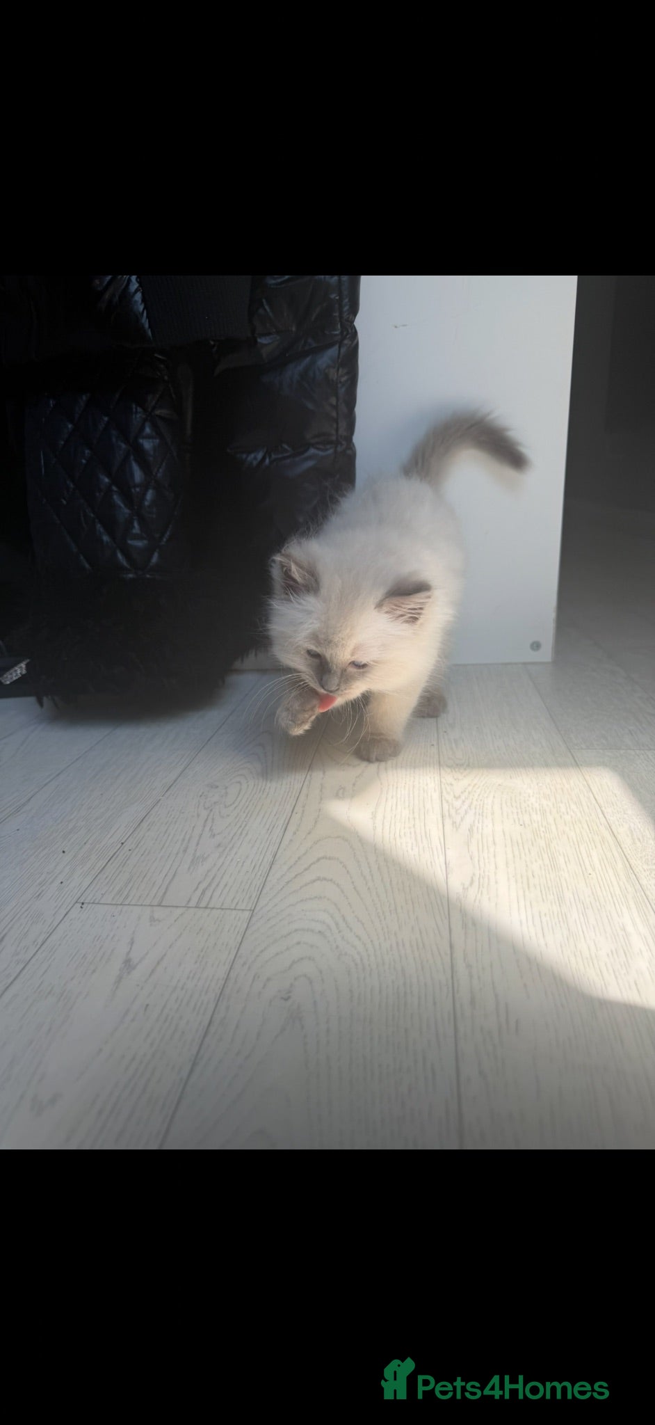 Ragdoll cats Radoll Boy Kitten  - blue point 🏆 - Advert 7