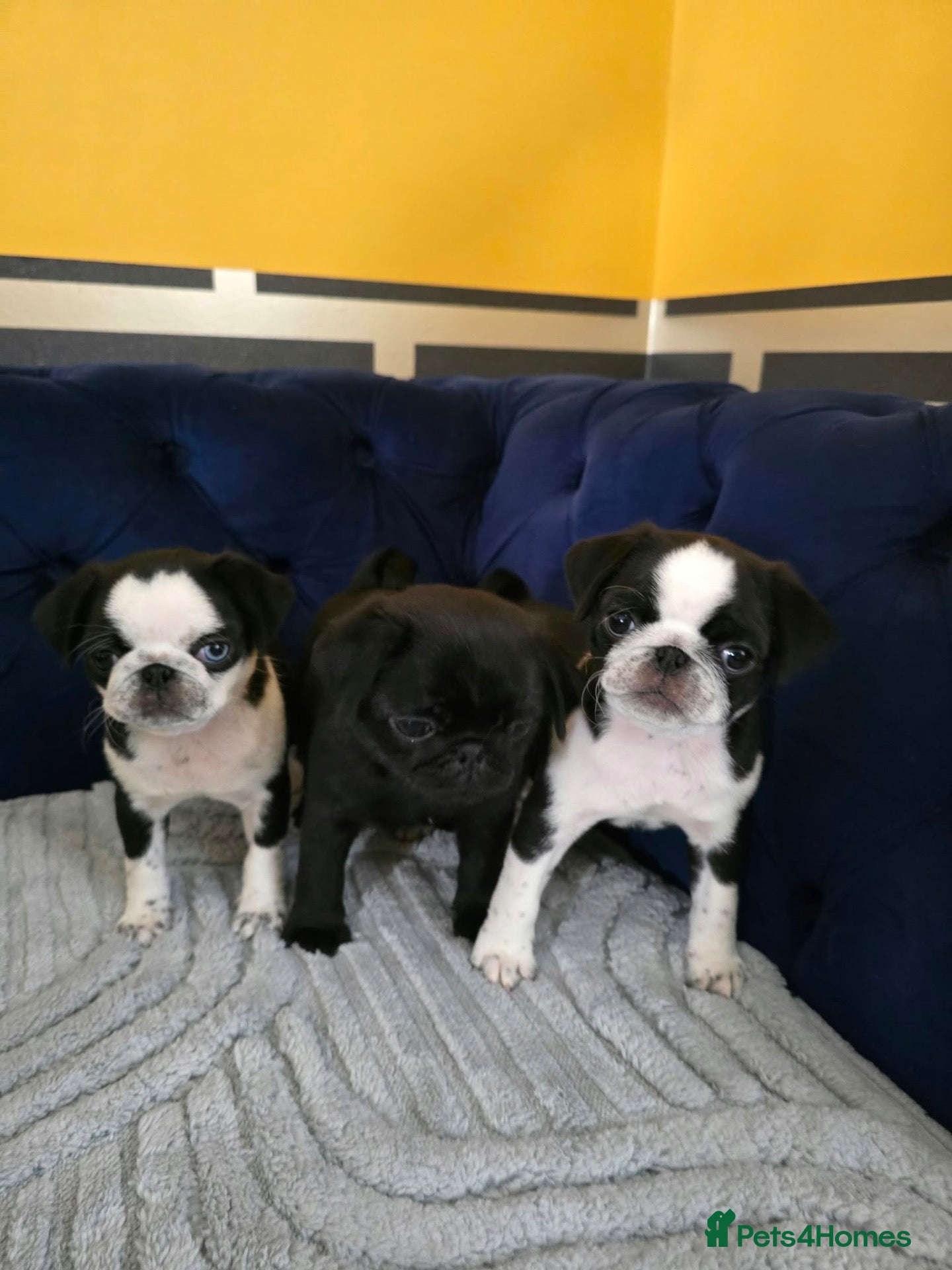 Pug dogs Beautifull pug puppies looking for a forever sofa - Advert 1