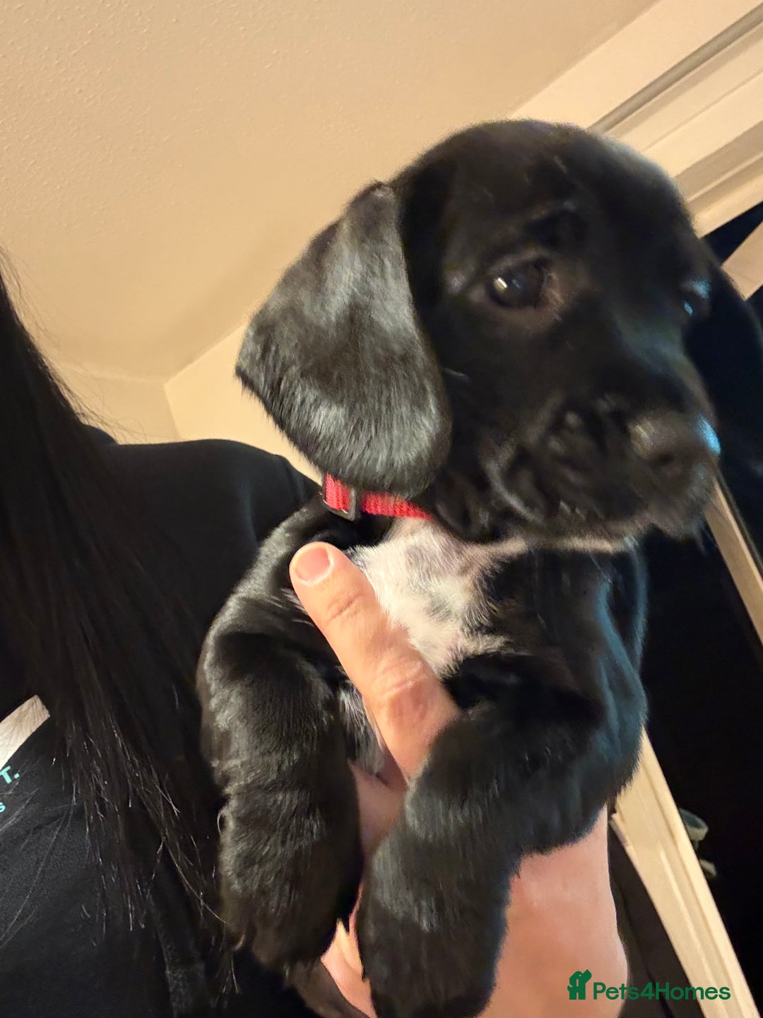 Mixed Breed dogs for sale: Dockers! Beautiful 3 girls left READY NOW  - Advert 12