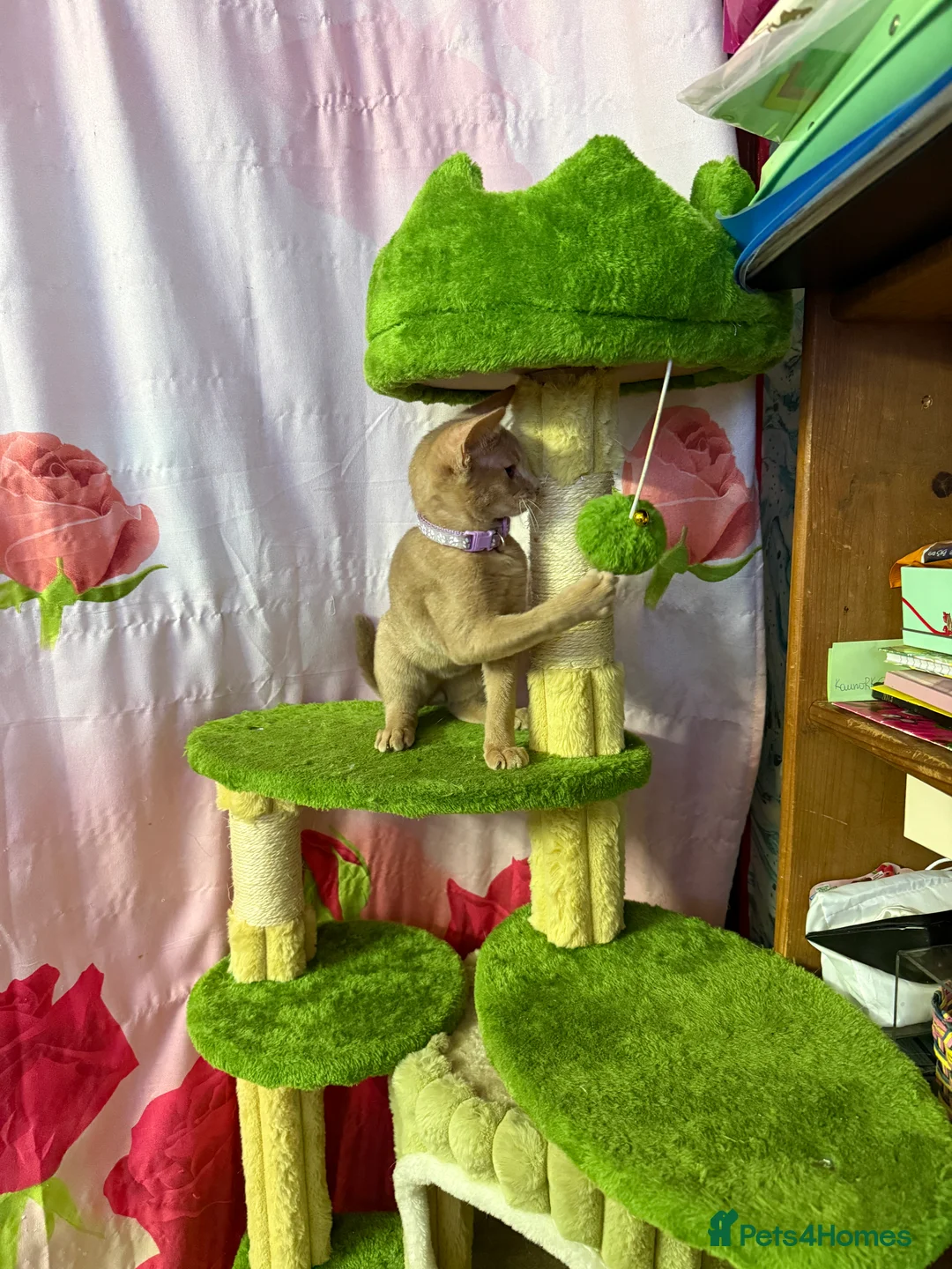 Abyssinian cats for sale: Ready for a new home - Advert 8