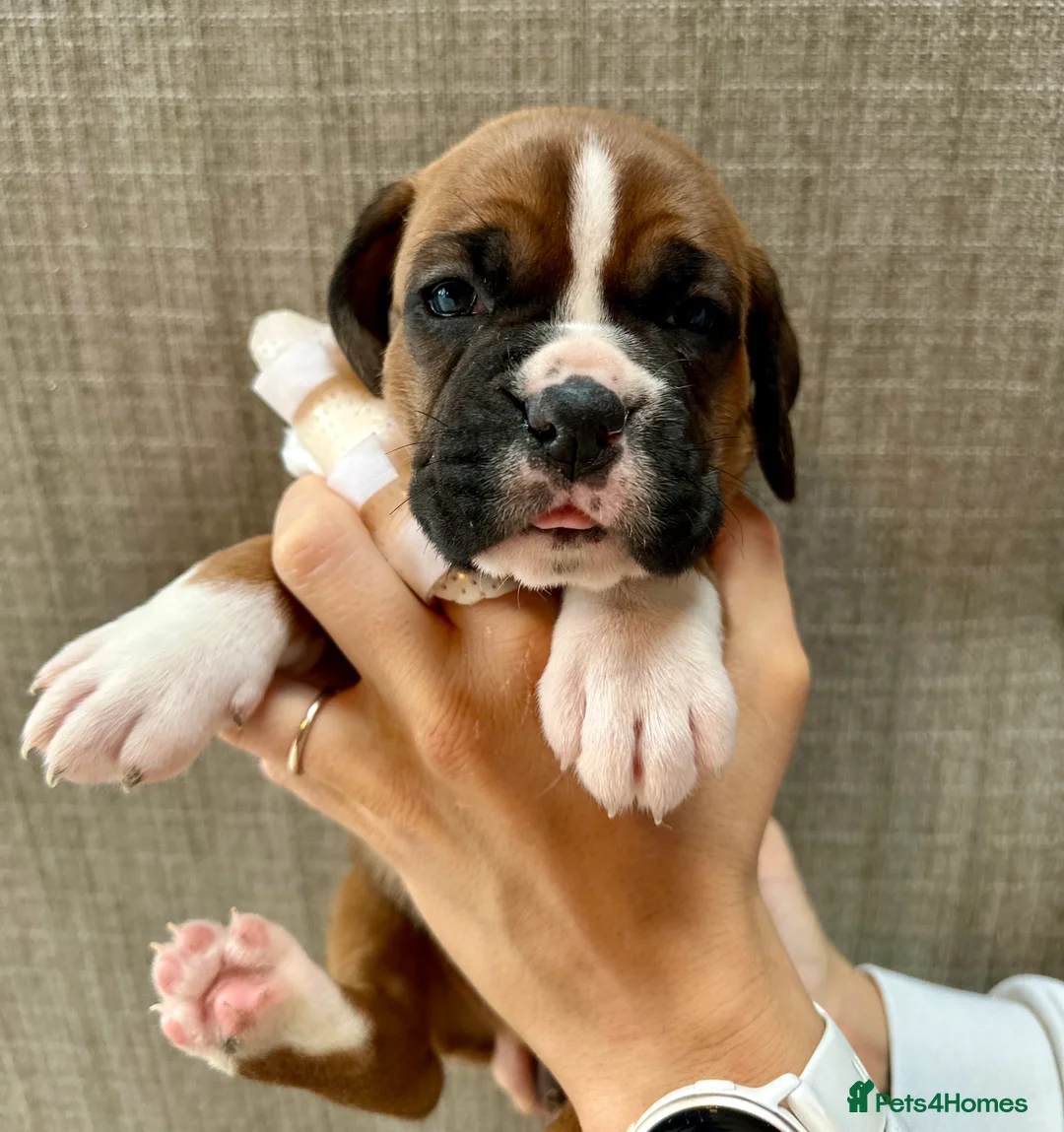 Boxer dogs for sale: Stunning Litter of 5 Boxer Puppies 🐶 - Advert 12