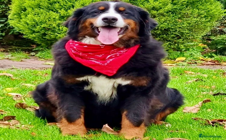 Bernese Mountain Dog dogs - Advert 1