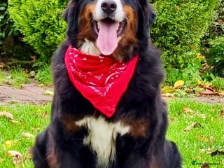 Bernese Mountain Dog dogs - Advert 7