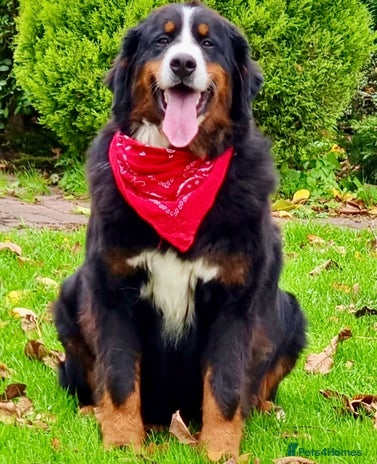 Bernese Mountain Dog dogs - Advert 1