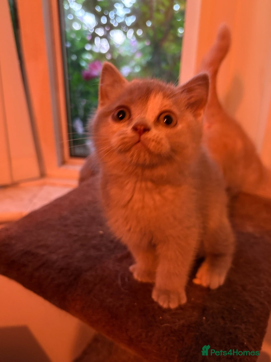 British Shorthair cats for sale: British Shorthair kittens - Image 13
