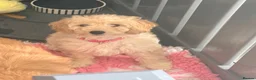 Cavapoo dogs for sale: Adorable F1b Cavapoo’s puppies ready now with 💉💉 - Advert 13