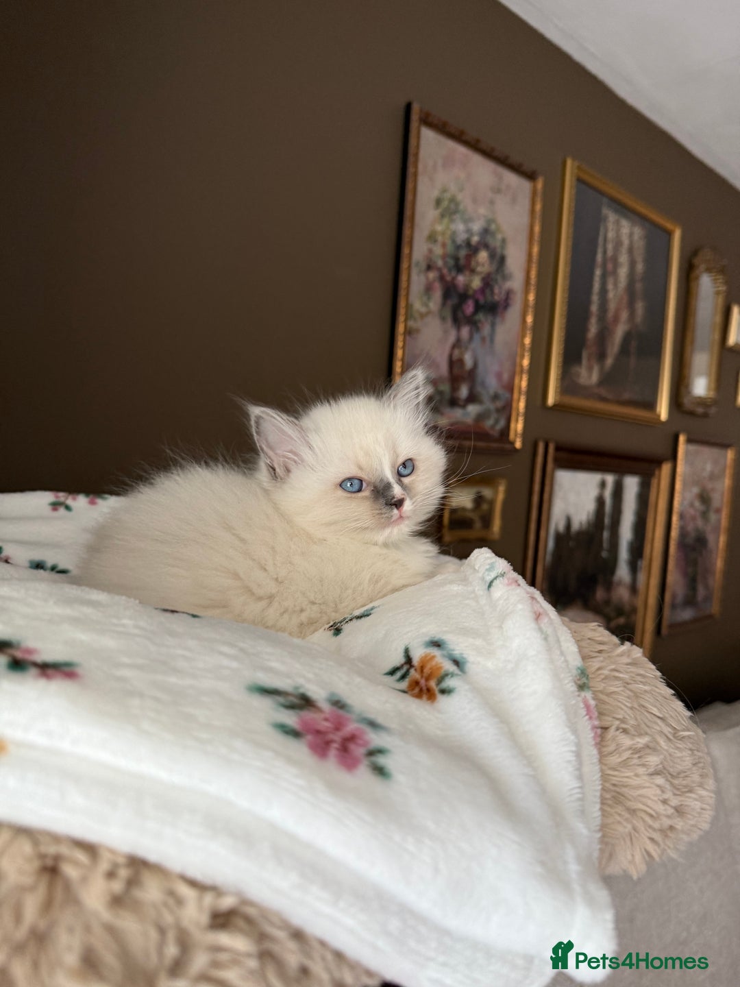 Ragdoll cats for sale: Purebred Ragdolls – Ready to Reserve Now 🍼 - Advert 35