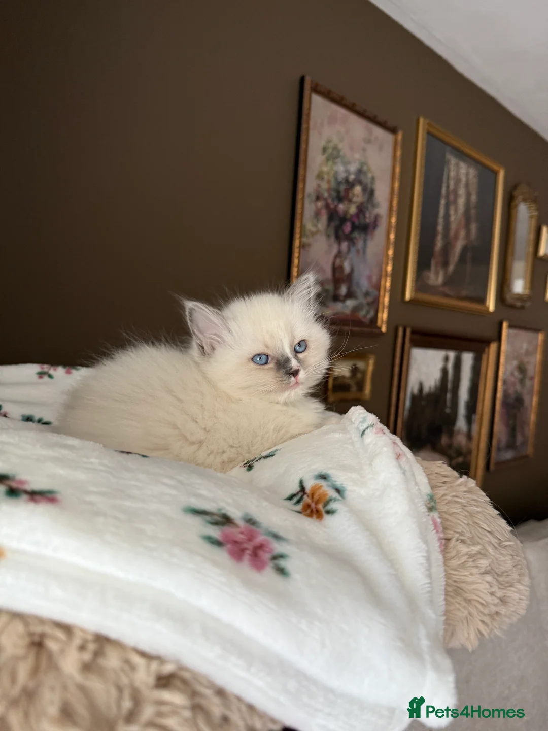 Ragdoll cats for sale: European Purebred Female Ragdoll 🩷 - Advert 29