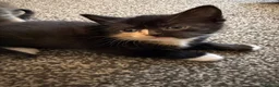 British Shorthair cats for sale: British shorthair cross female kitten can deliver  - Advert 4
