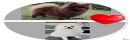 Pomeranian dogs for sale:  Beautiful Pomeranian Girls  - Advert 4