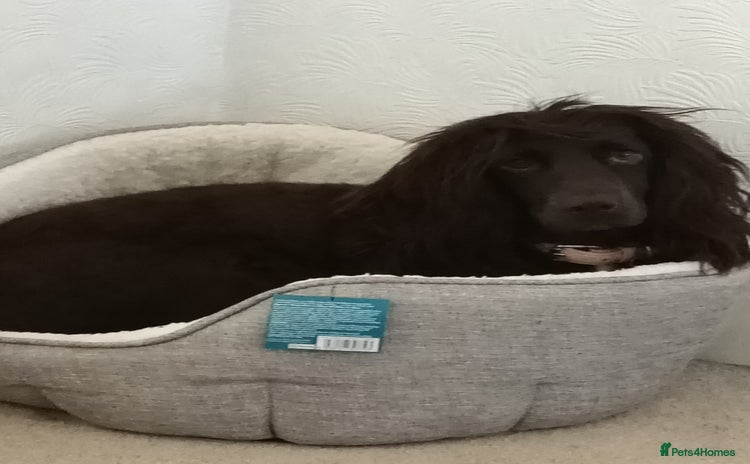 Sprocker dogs - Advert 1