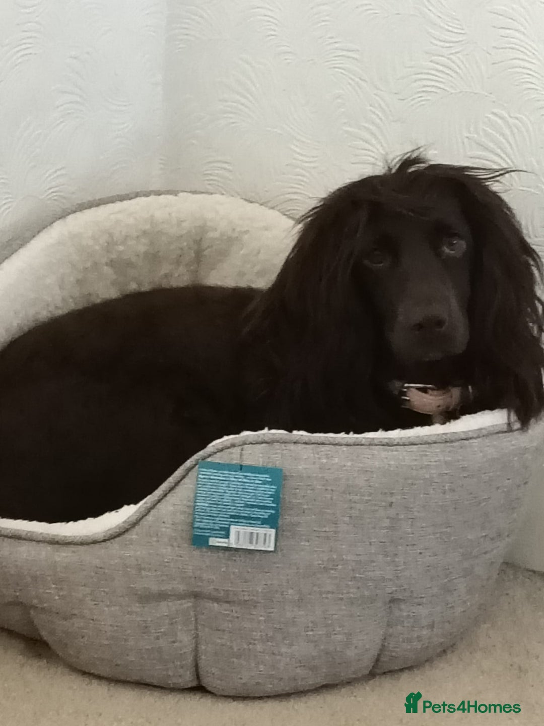 Sprocker dogs for sale: Needing long walks and socializing - Image 1