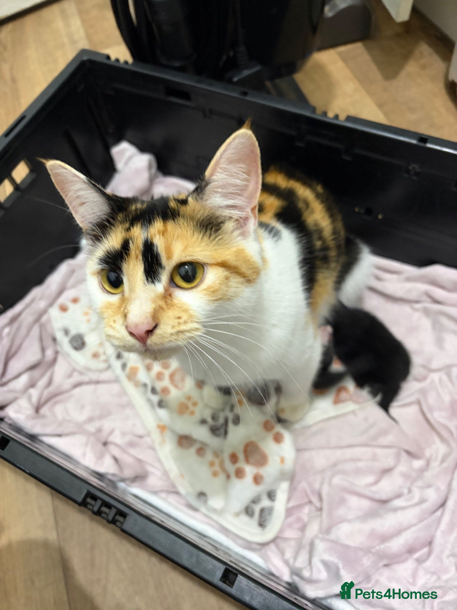 Domestic Shorthair cats Domestic shorthair kittens - 1 male and 1 female  - Advert 1