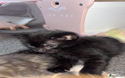 Mixed Breed cats for sale: 2 male 2 female kittens  - Image 10