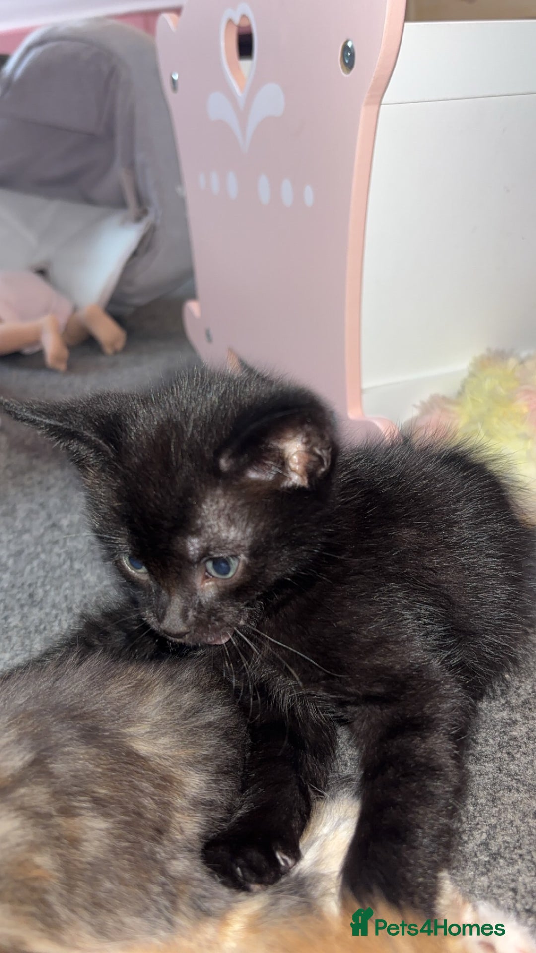 Mixed Breed cats for sale: 2 male 2 female kittens  - Image 10
