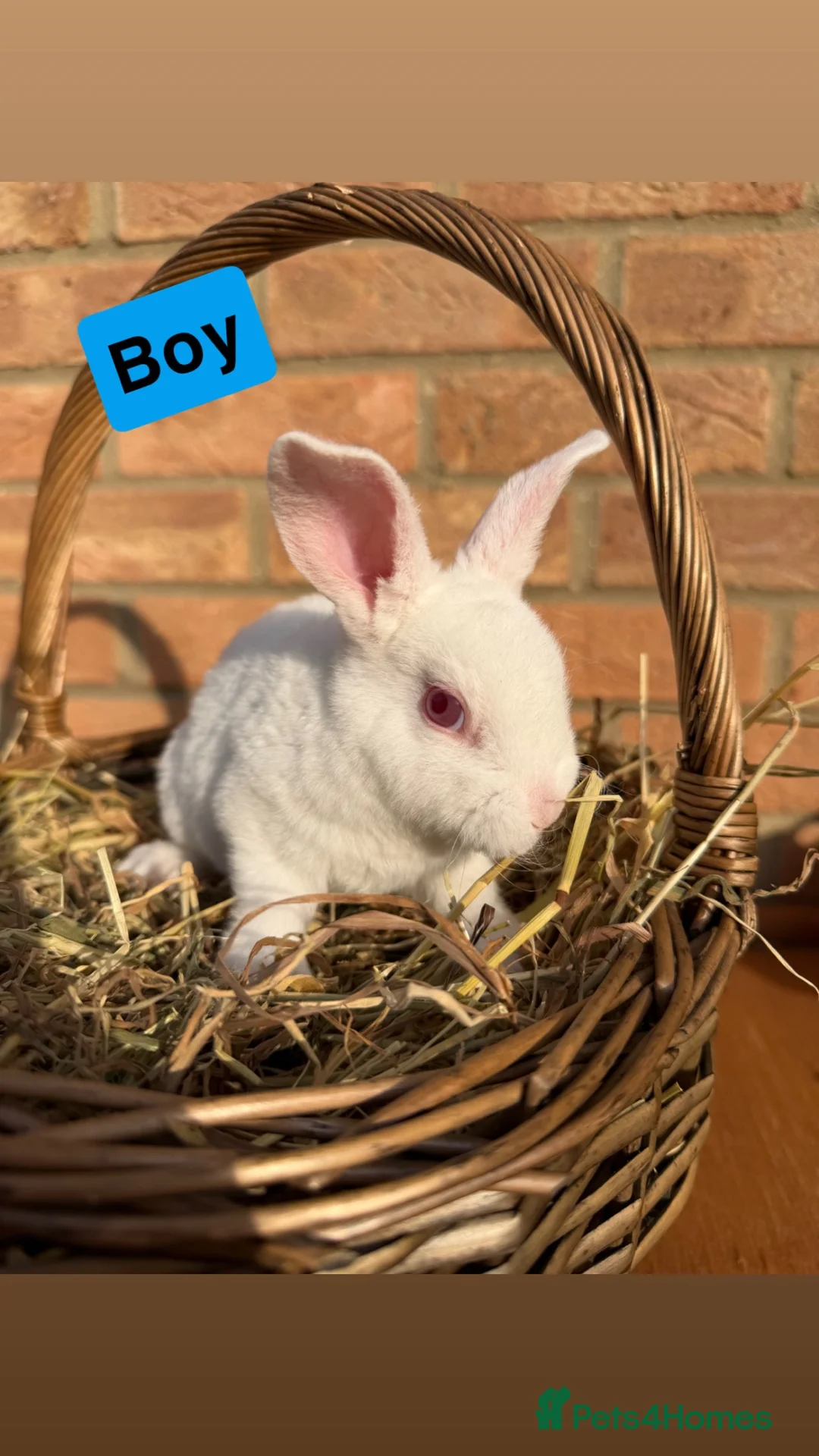 Rex rabbits for sale: Standard Rex Rabbits [Ready to Leave]  - Advert 4