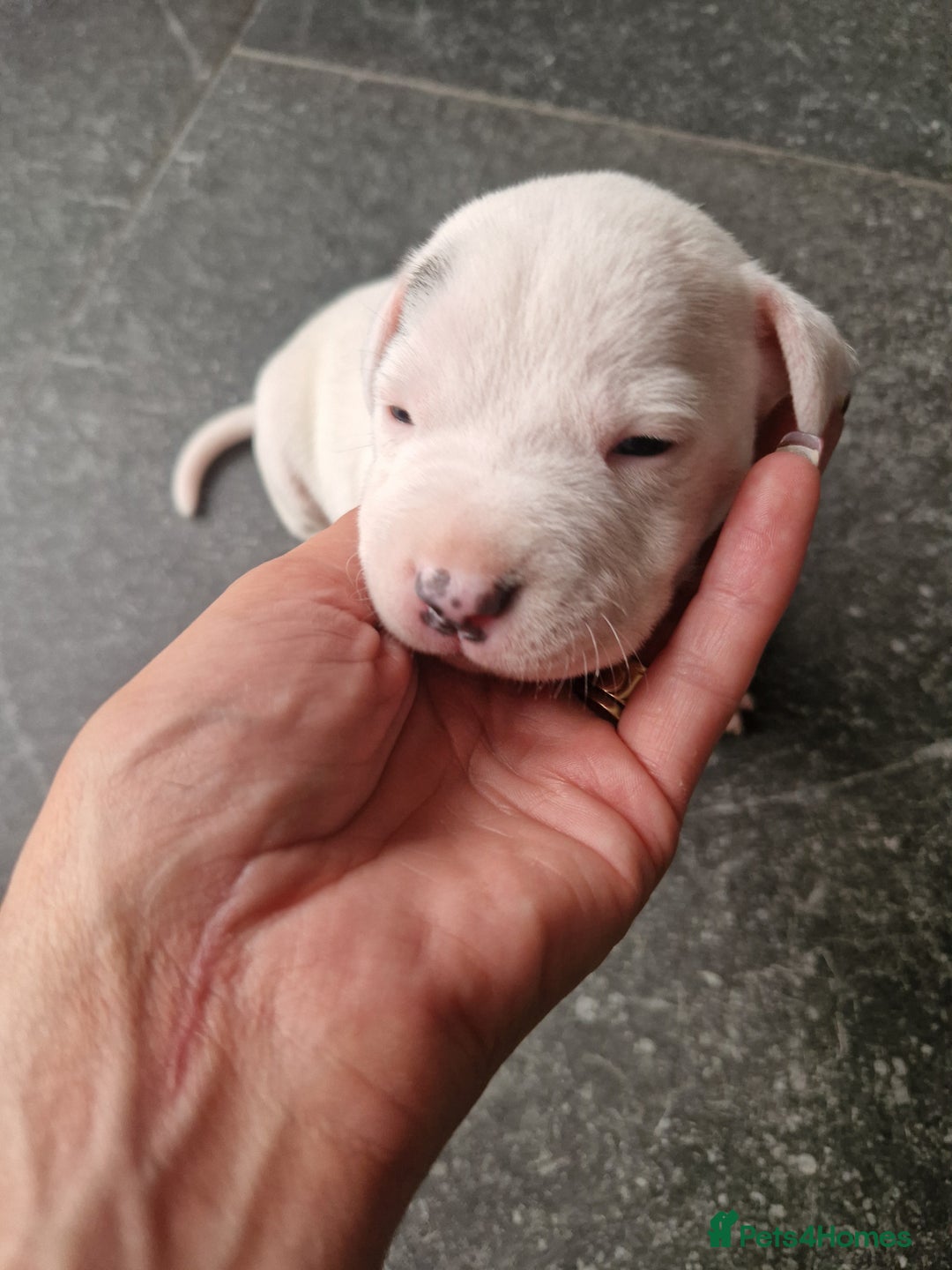 Staffordshire Bull Terrier dogs for sale: Staffordshire puppies  - Image 1