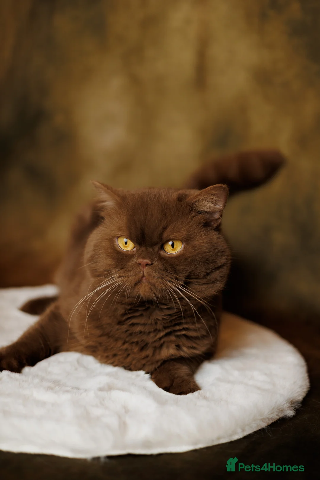 British Shorthair cats for stud: GCCF/TICA Cinnamon Stud in London - Advert 2