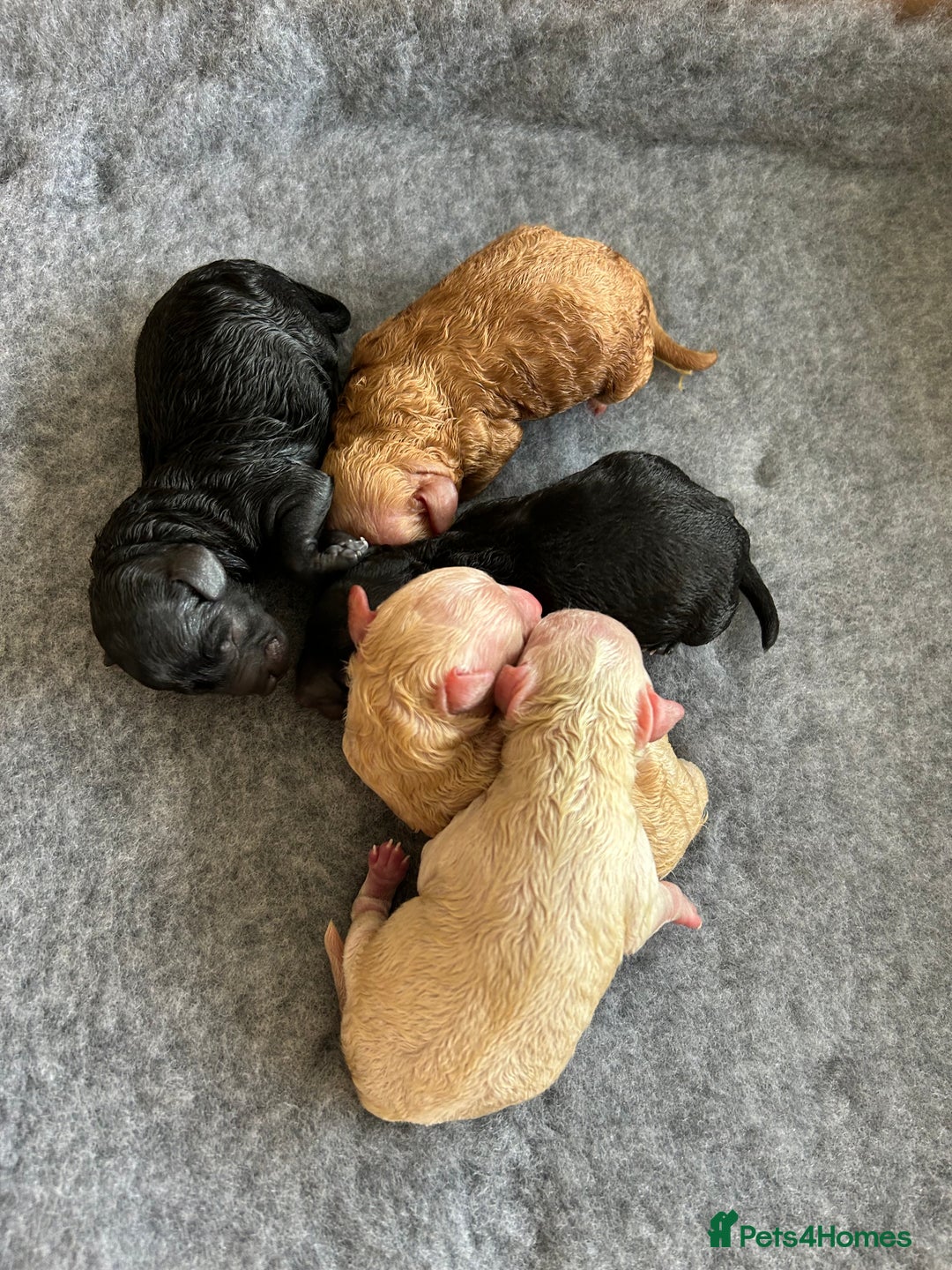 Miniature Poodle dogs for sale: Miniature Poodle Puppies  - Advert 2