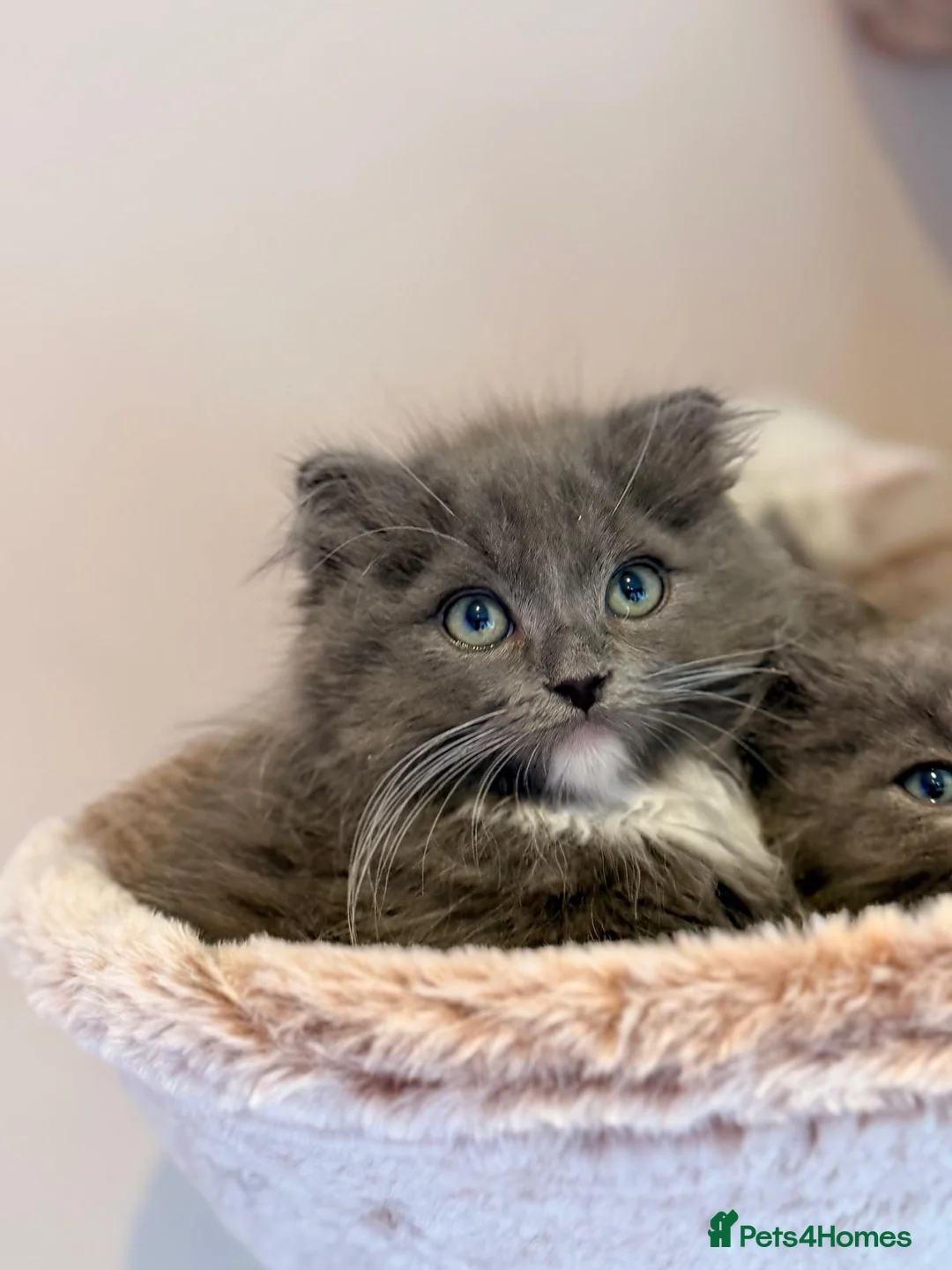 Mixed Breed cats for sale: Beautiful Ragdoll x Persian kittens  - Advert 15