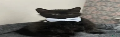 Domestic Shorthair Kitten 1
