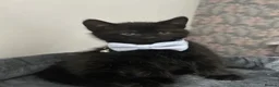Domestic Shorthair cats for sale: 2 Kittens For Sale!  - Advert 2