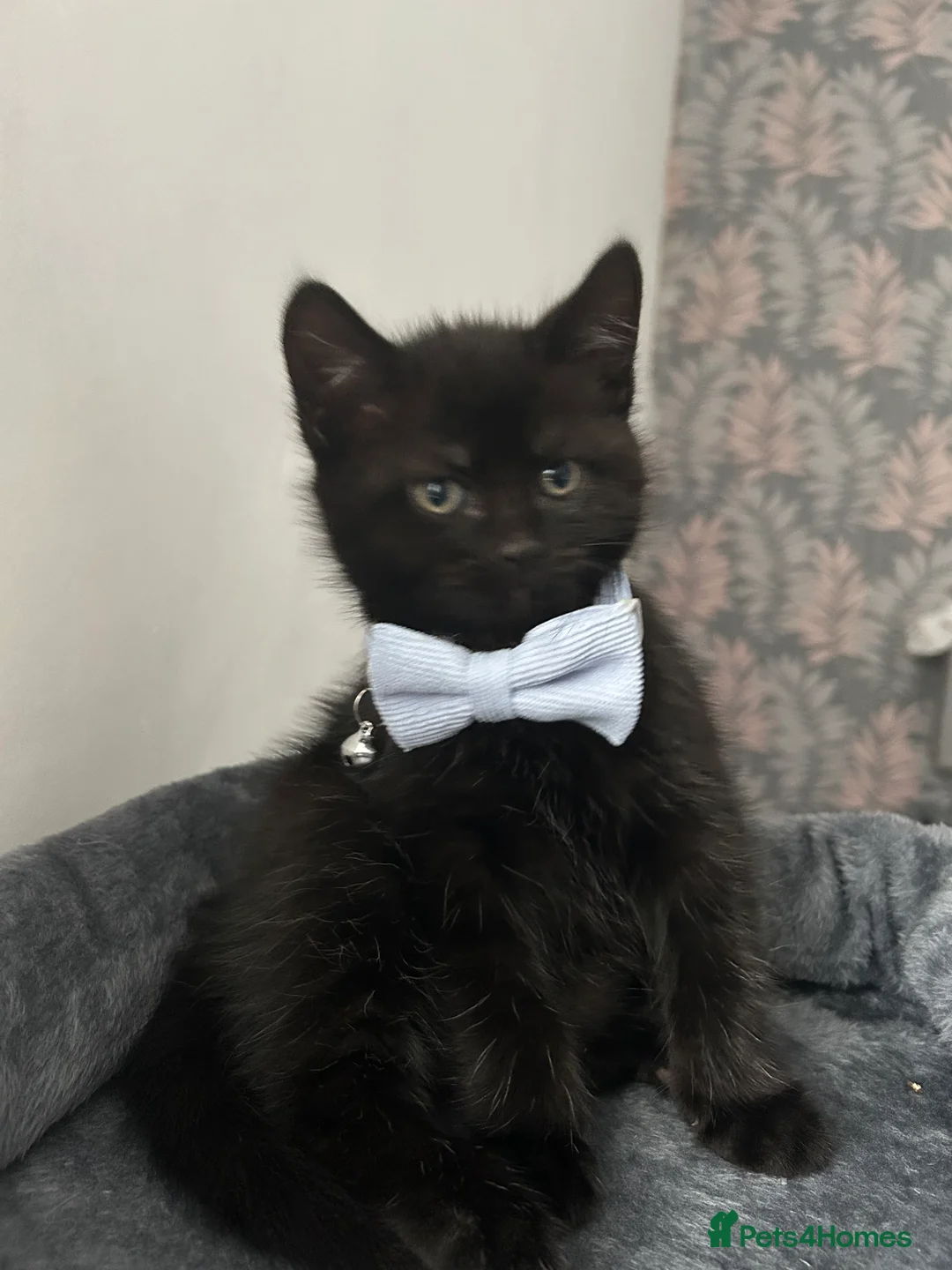 Domestic Shorthair cats for sale: 2 Kittens For Sale!  - Advert 2