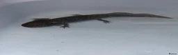 Axolotl reptiles for sale: melanoid axolotl in Blyth - Advert 3