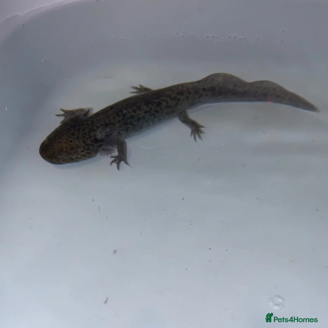 Axolotl reptiles for sale: melanoid axolotl in Blyth - Advert 3