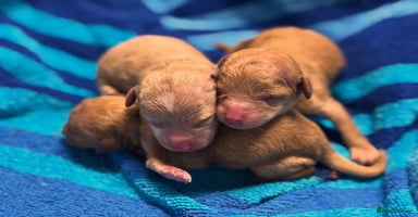 Toy Poodle dogs - Advert 2