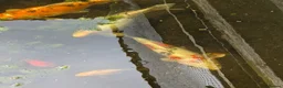 Koi Carp fish for sale: 3 Stunning Koi carp  - Advert 13