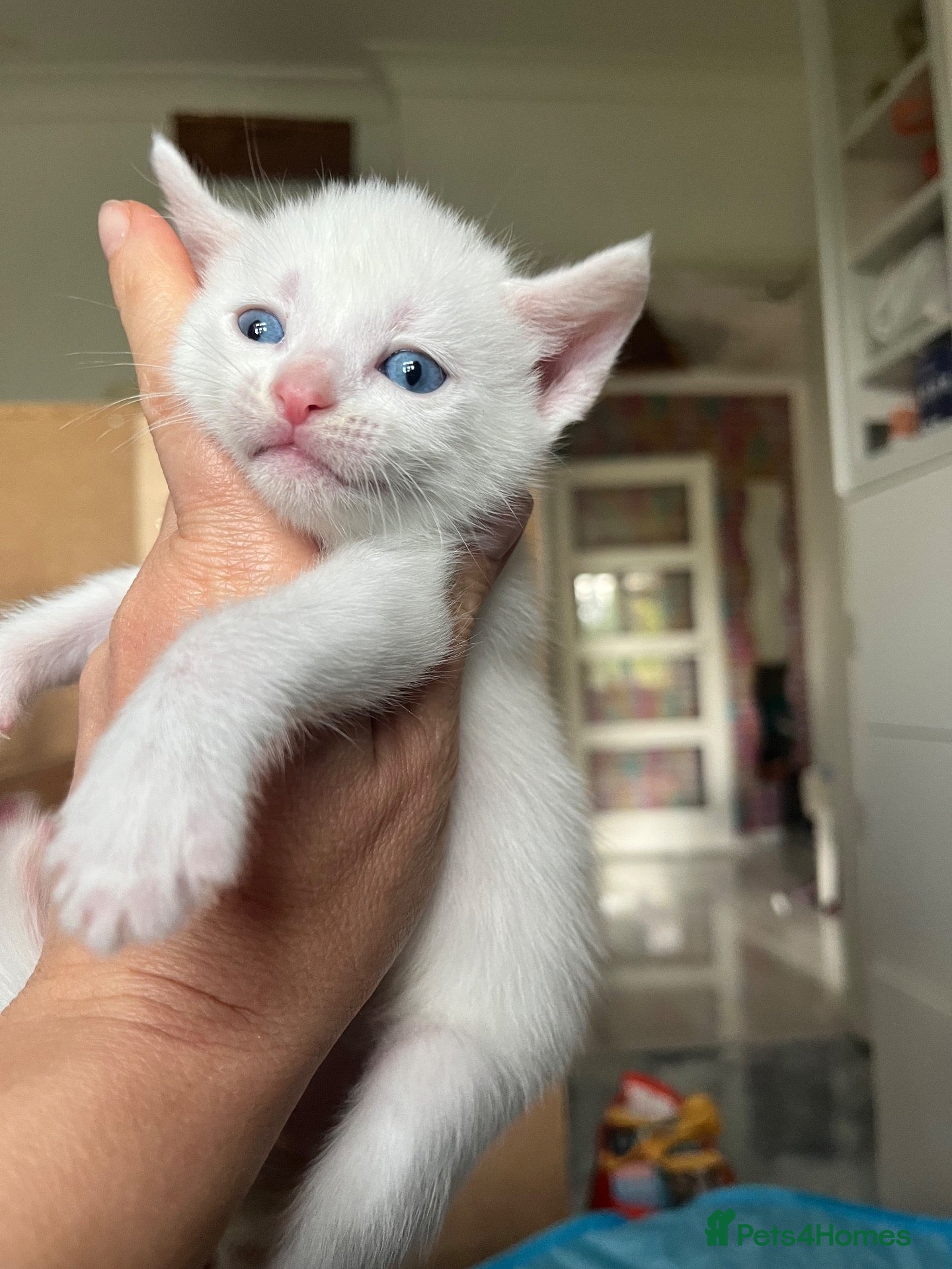 Mixed Breed cats Black&white boy Angora kitten - Advert 4