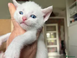 Mixed Breed cats Black&white boy Angora kitten - Advert 4