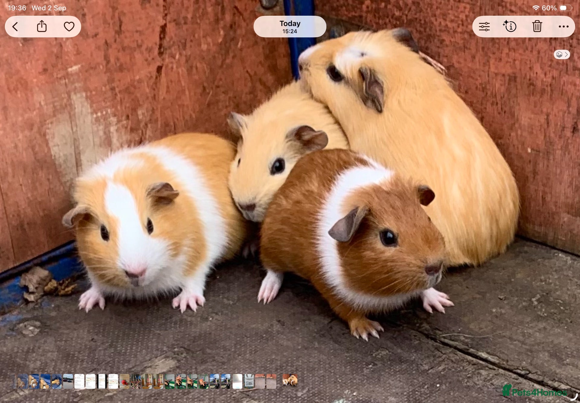Guinea Pig rodents Young friendly guinea pigs for sale  - Advert 1