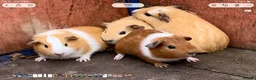 Guinea Pig rodents for sale: Young friendly guinea pigs for sale  - Advert 1