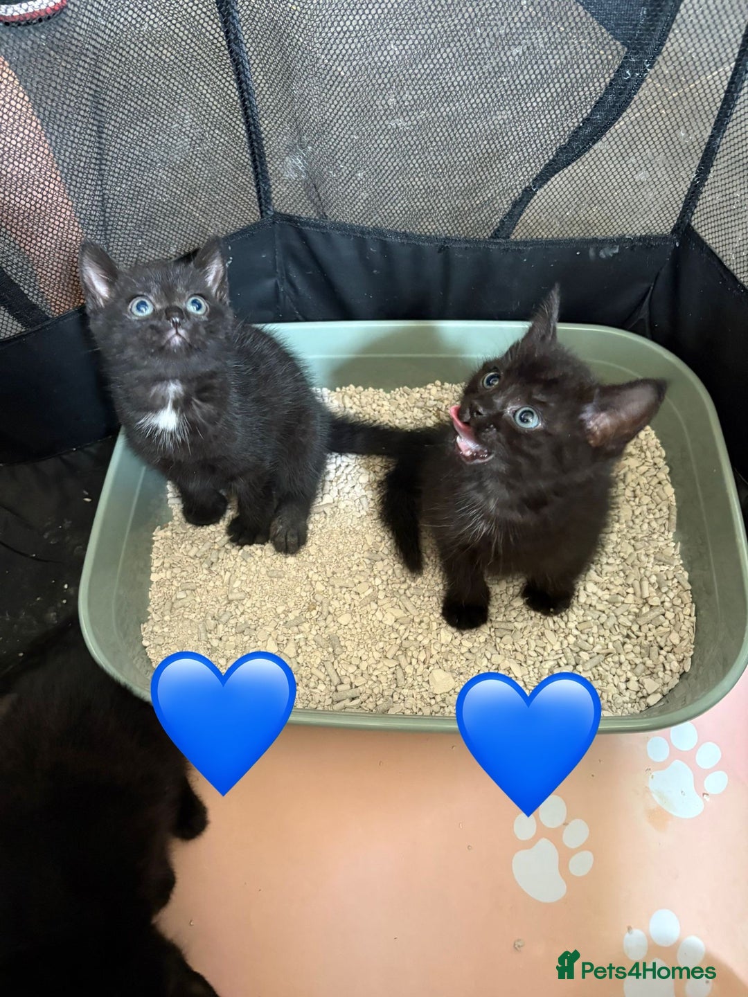 Mixed Breed cats for sale: Kittens ready for new home now  - Image 6