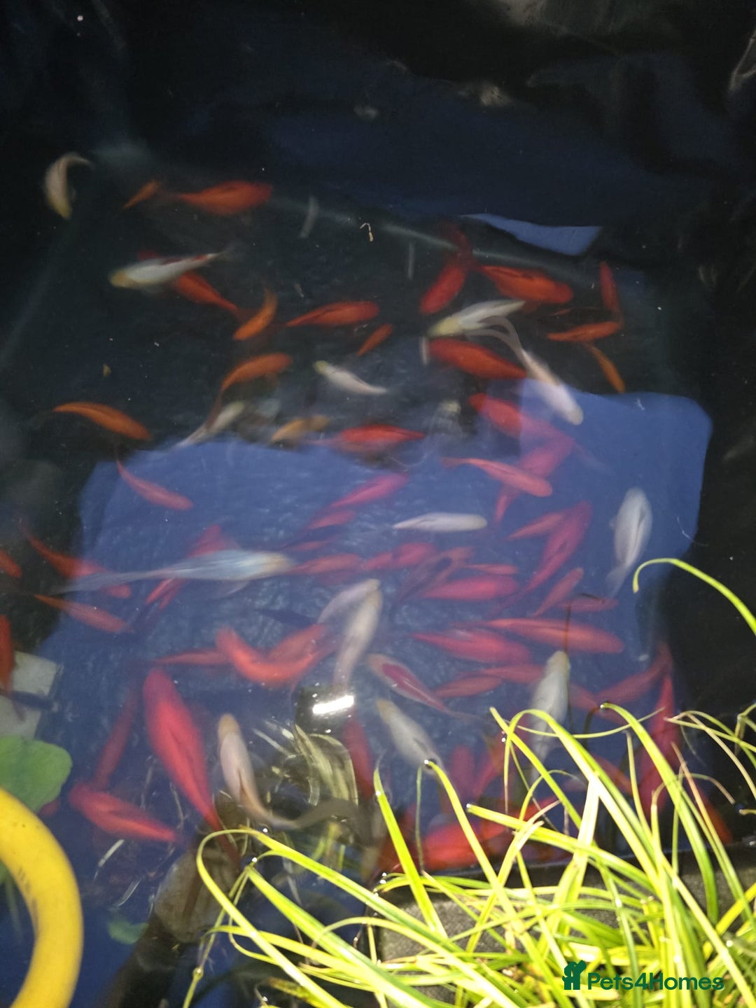 Goldfish fish for sale: Mix of pond fish - Image 1