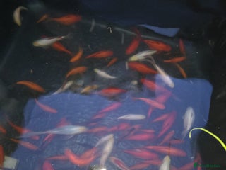 Goldfish fish - Advert 10