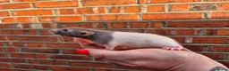Rat rodents for sale: Various male and female rats  - Advert 8
