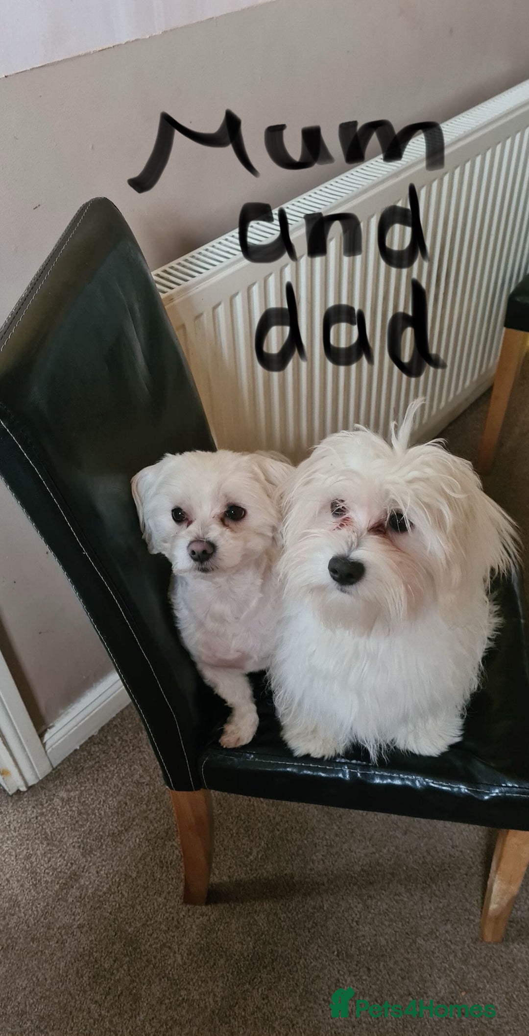 Maltese dogs for sale: Maltese puppies - Image 37