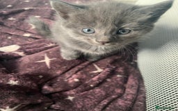 Mixed Breed cats for sale: Kittens - Image 5