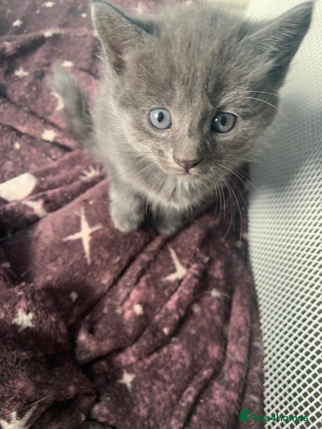 Mixed Breed cats for sale: Kittens - Image 5