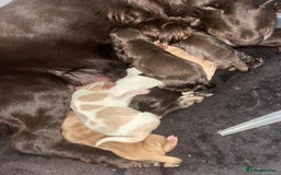 Sprocker dogs for sale: Beautiful spaniel puppies  - Image 14