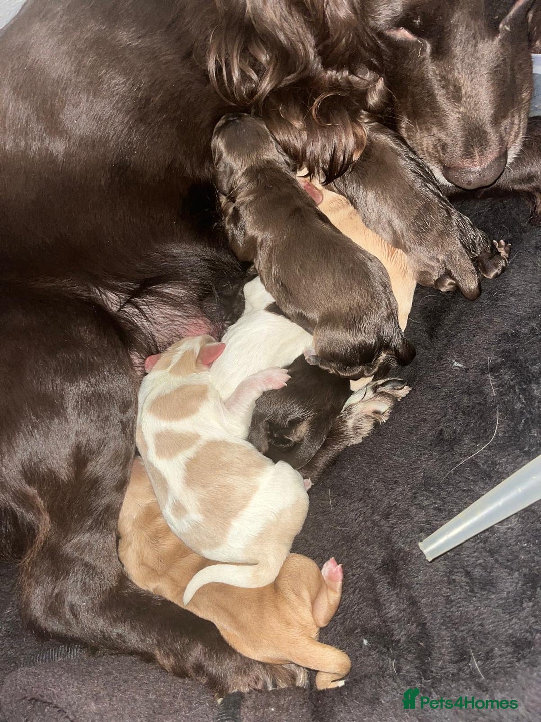 Sprocker dogs for sale: Beautiful spaniel puppies  - Image 14